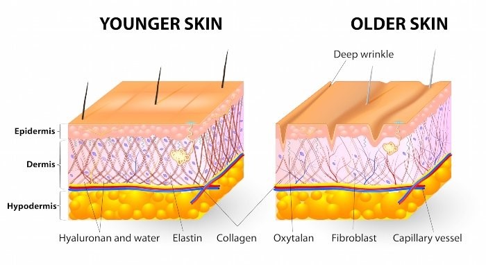 Collagen chiếm đến 70% cấu trúc da
