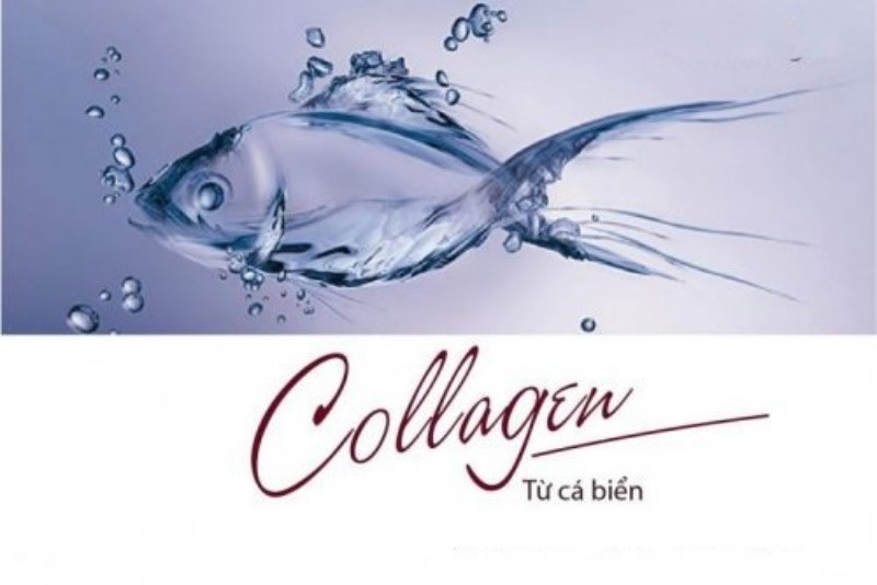 Collagen từ cá biển thuộc collagen loại I và loại IV có tác dụng hiệu quả trong việc nuôi dưỡng, tái tạo làn da trẻ đẹp