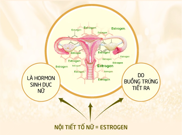 bổ sung estrogen bằng cách nào tốt nhất