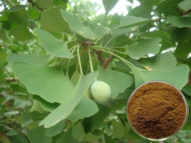 Ginkgo Biloba sẽ được chỉ định liều lượng tùy thuộc vào đối tượng sử dụng