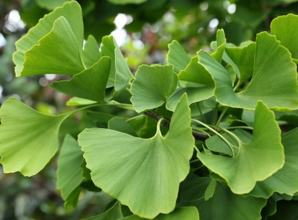 tác dụng của viên uống bổ não Ginkgo Biloba