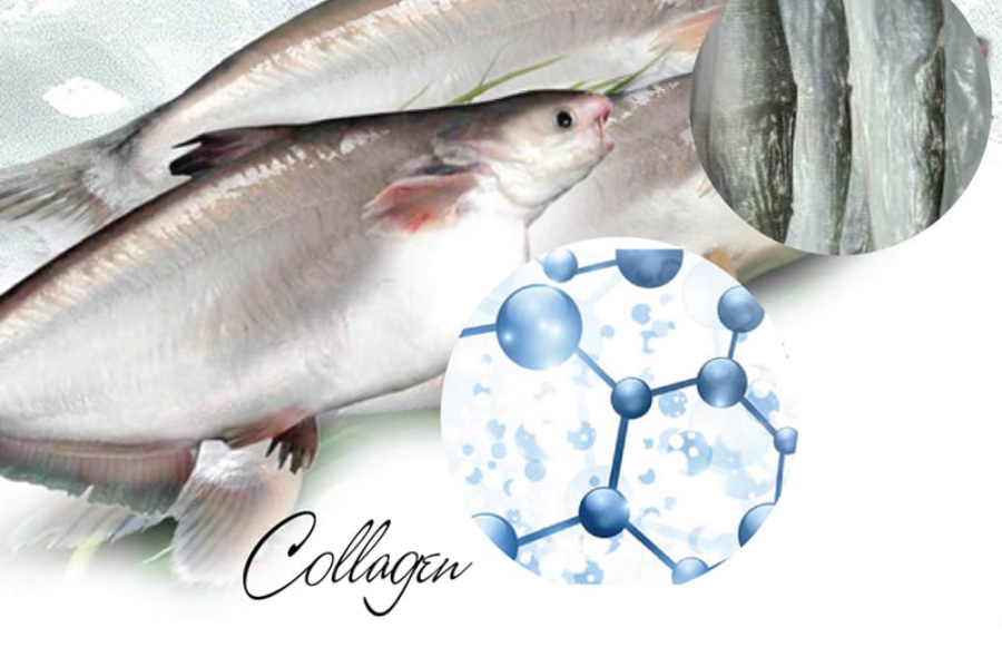 Collagen cá hồi là loại collagen được điều chế từ cá hồi