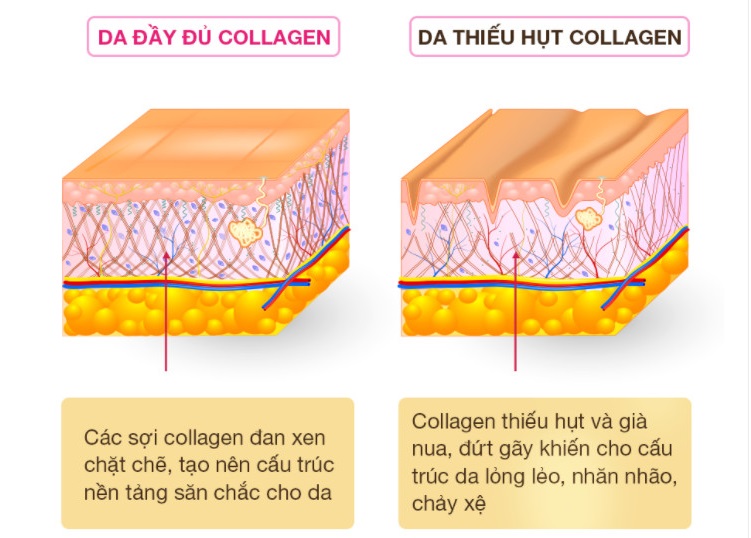 Công dụng của Collagen tươi