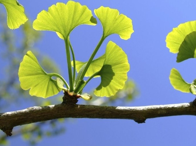 Ginkgo Biloba là gì?