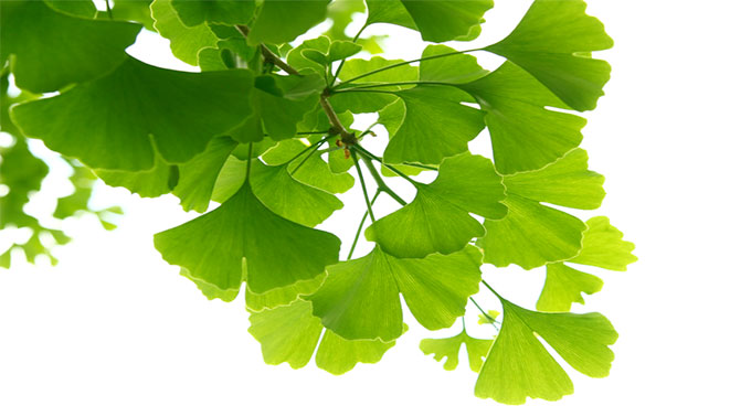 công dụng thuốc Ginkgo Biloba là gì?