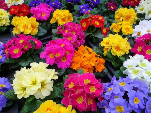 Hoa anh thảo có nhiều loại màu khác nhau
