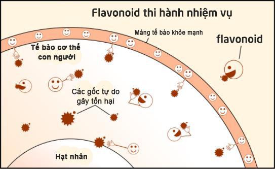 Cách sử dụng viên uống bổ não Ginkgo Biloba