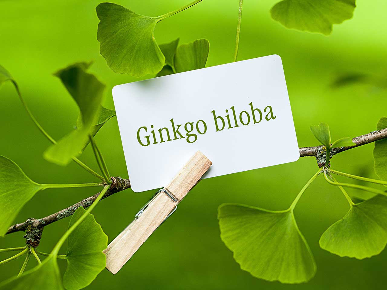 Hướng dẫn sử dụng sản phẩm Ginkgo Biloba