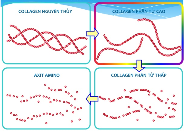 Quá trình thủy phân của Collagen thường thành Collagen đơn phân tử (Amino Acid)  