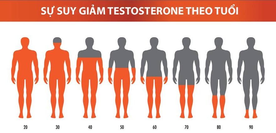 Testosterone đi qua màng sinh chất bằng cách nào