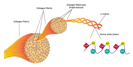 Tổng quan về collagen 