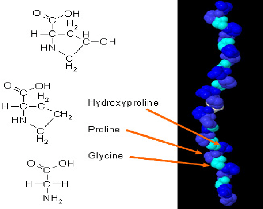 Hàm lượng các axit amin, glycine, proline và hydroxyproline của collagen thủy phần cao hơn khoảng 10-20 lần so với những loại protein thông thường. 