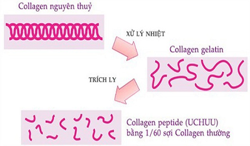 So với collagen thông thường thì collagen peptide có kích thước nhỏ hơn