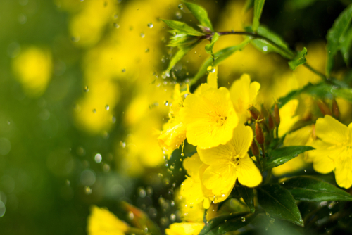 Hoa anh thảo là loài thực vật sống chủ yếu ở nơi có thời tiết khí hậu rất lạnh